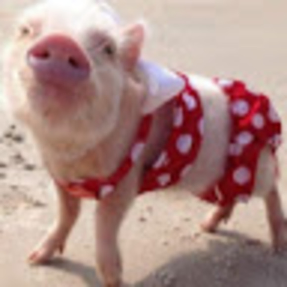 Meet your Posher, Carly - Picture 1 of 1